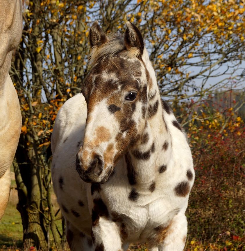 Appaloosa Foal For Sale